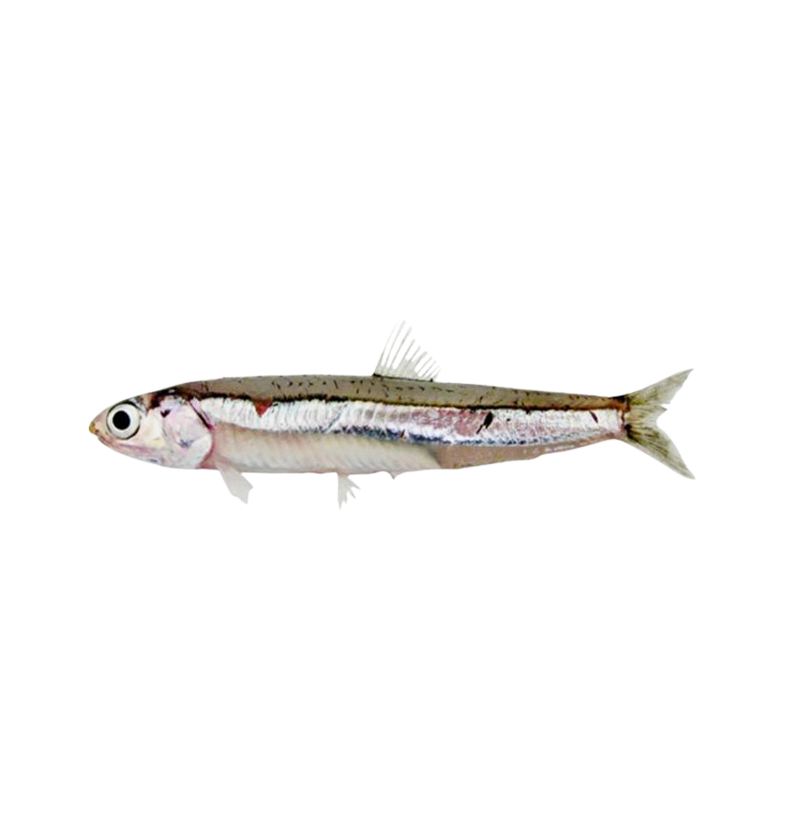 Highest Quality Fresh Fish From Oman - Seafood By Bait Al Bahr